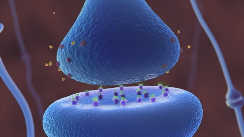 Synapse illustration